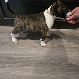 Pup 1 - Black brindle and white female Bull Terrier puppy in Brownsville, Texas from KBs. Bull Terriers