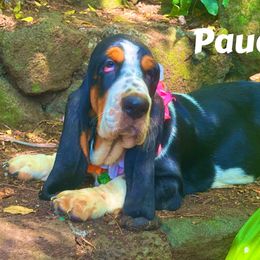 Pauahi Black Princess -2F - Black white and brown female Basset Hound puppy in Honolulu, Hawaii from Sun’Hawaii Basset Hound