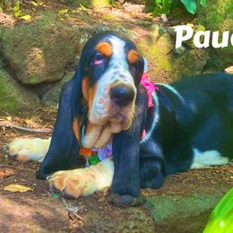Pauahi Black Princess -2F - Black white and brown female Basset Hound puppy in Honolulu, Hawaii from Sun’Hawaii Basset Hound
