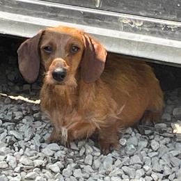 Easy - Red female Dachshund puppy in Livingston, Kentucky from Illyria Dox & GSD