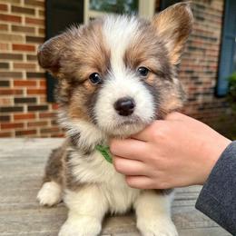 Green Collar Girl Emerald - White and red female Pembroke Welsh Corgi puppy in Paris, Kentucky from Flat Run Corgis