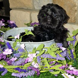 Abby AKC Exceptional Pedigree - Black female Shih Tzu puppy in Kings Mountain, North Carolina from Britany's Shih Tzus