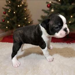 Checkers - Seal brindle and white male Boston Terrier puppy in Tazewell, Tennessee from Legacy Bostons and Goldendoodles