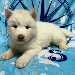 AKC Pearl - White female Siberian Husky puppy in Centreville, Maryland from Huskies By the Bay