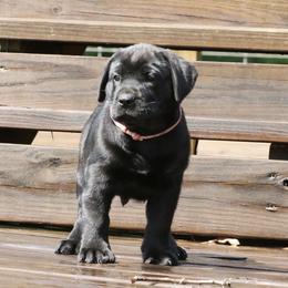 Pink Collar - Black female Perro de Presa Canario puppy in Pocahontas, Illinois from Cabeza Grande Kennel