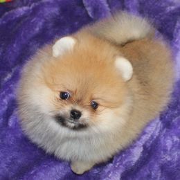 Pomeranian All Grown Up from Royal Tee Poms