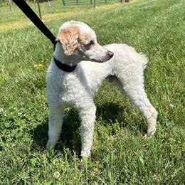 Prince - Parti male Poodle puppy in Kentucky from Deerly Poodles