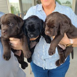 Labrador Retriever Puppies from Magnolia Labradors
