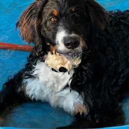 Sweet Potato - Tri-color Bernedoodle puppy in Broadway, North Carolina from Dixie’s Darling Doodles