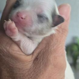 Tilly - Blue merle female Pomeranian puppy in Sanford, Florida from Florida Girl Poms