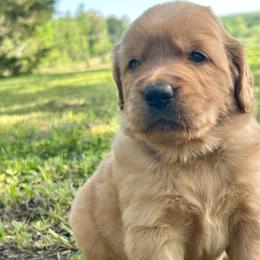 Benny - Golden male Golden Retriever puppy in Doniphan, Missouri from Stockford’s Golden Retrievers