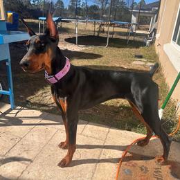 Full AKC Registration Astrid - Black and rust female Doberman Pinscher puppy in Spencer, Indiana from Jackson's Dobermans