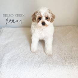 Leprechaun - Parti male Maltipoo puppy in Huntsville, Texas from Nelson Creek Farms
