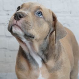 American Bullies from BURI Bull Kennels