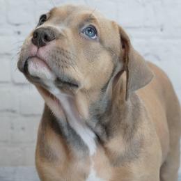 American Bullies from BURI Bull Kennels