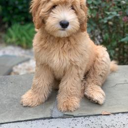 Goldendoodle Puppies from Seventh Heaven Goldendoodles