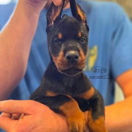 Lapua - Black and rust male Doberman Pinscher puppy in China Township, Michigan from Snell's Superior Kennel Dobermann & GSP