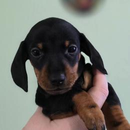 Captain Janeway - Black and tan female Dachshund puppy in Windom, Minnesota from Wyrmhund Dachshunds