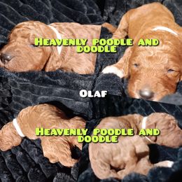 Boy 3 - Red  male Poodle puppy in Lancaster, California from Heavenly poodle and doodle