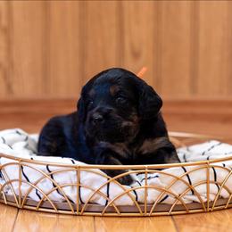 Poppy - Black and tan female Cavapoo puppy in Fairfield, Illinois from Positively Doodles