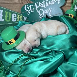 Labrador Retriever Puppies from Luvable AZ Labs