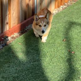 Buttercup - Pembroke Welsh Corgi