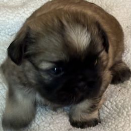 Shih Tzu Puppies from shihtzudynasty Pings Dynasty