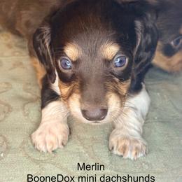 Merlin - Piebald male Dachshund puppy in Lexington, Oklahoma from BooneDox Miniature Dachshunds