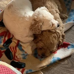 Cockapoo Puppies from Country J Canines