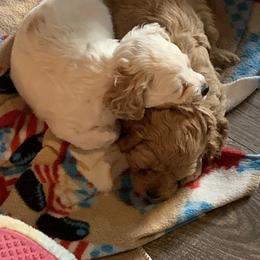 Cockapoo Puppies from Country J Canines