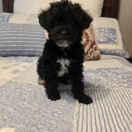 Dachshund and Yorkipoo Puppies from Tiny Paws Dachshund & Yorkie Breeder