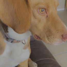 Oak - Beagle