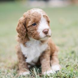 Pumpkin Spice - Red female Cavapoo puppy in Perkasie, Pennsylvania from Little Paws by Harper