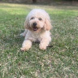 Hazel - Cavapoo