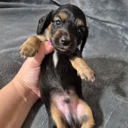 Curly - Black and tan male Dachshund puppy in Aiken, South Carolina from Paragon Puppies