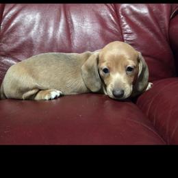 Red - Fawn (isabella) and cream male Dachshund puppy in Mulberry, Florida from J's Mini Dachshunds