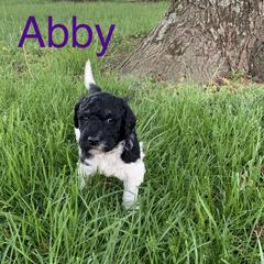 Double Doodle Puppies from Little Muddy Doodles