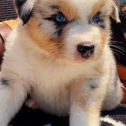 Australian Shepherds from Painted Pony Aussies