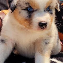 Australian Shepherds from Painted Pony Aussies