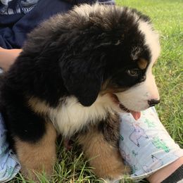 Bernese Mountain Dog Puppies from D’S Bernese Mountain Dogs