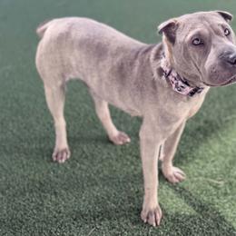 LEGACY - Chinese Shar-Pei