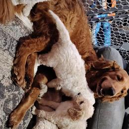 Goldendoodle Puppies from Todd Family Homestead