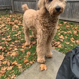 Goldendoodle Puppies from SunriseDoodles