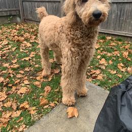 Goldendoodle Puppies from SunriseDoodles