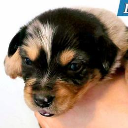 Bennett - Blue merle male Miniature Australian Shepherd puppy in Punta Gorda, Florida from Christie's Creekside Aussies