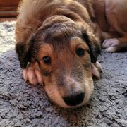 Borzoi Puppies from Luxor Borzoi