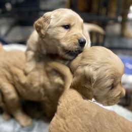 Golden Retriever Puppies from DeClercks Goldens
