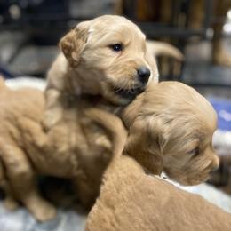 Golden Retriever Puppies from DeClercks Goldens
