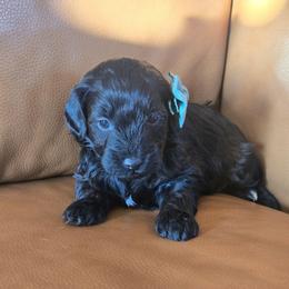 Lovely - Black female Goldendoodle puppy in Mohnton, Pennsylvania from Stony Meadow Puppies