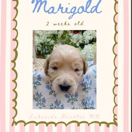 Marigold- gold - Apricot female Goldendoodle puppy in Carlton, Minnesota from Lakeside Doodles MN